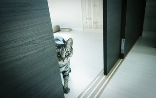 NEKOIMG_7168_TP_V1.jpg